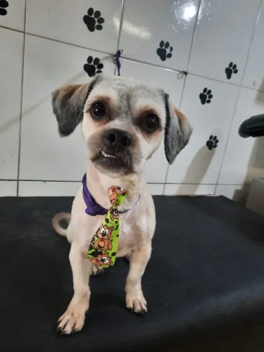 Procuro namorada lhasa apso 