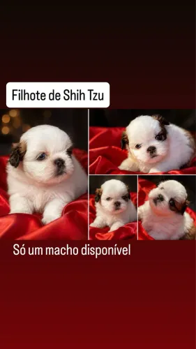 Filhote de Shih tzu