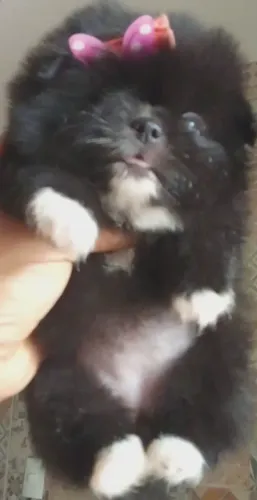 Fêmea Lulu da Pomerânia/Spitz Alemão Anã