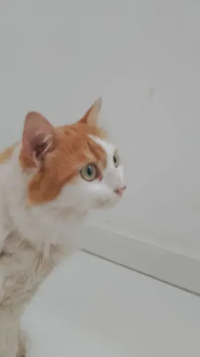 Adoção Gata Castrada