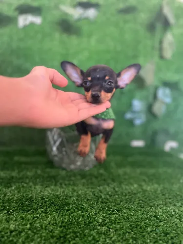 Pinscher fêmea miudinha com dois meses