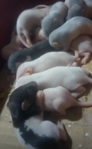 Rato Twister/Dumbo+Gaiola