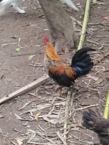 Galos garnisé