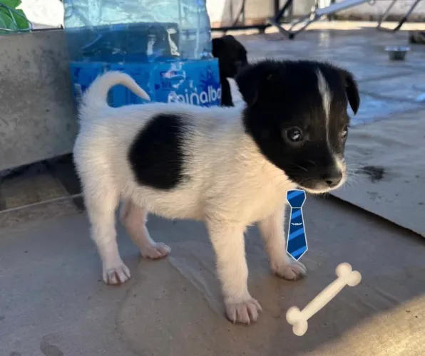 Filhotes fofos de cachorro - doação