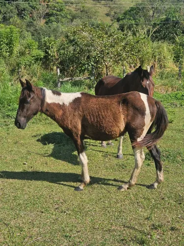 Potro pampa