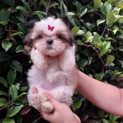 Filhote shih tzu, Quem resiste a um olhar tão carinhoso?