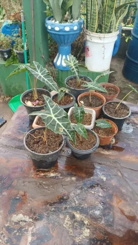 Muda de Planta Alocasia Amazônica Polly 