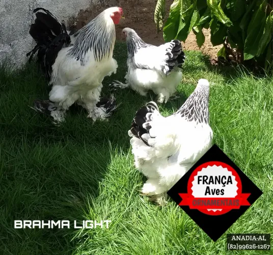 Galinhas Brahma light