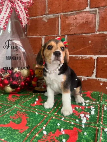 Beagle Um pet cheio de qualidades esperando por você
