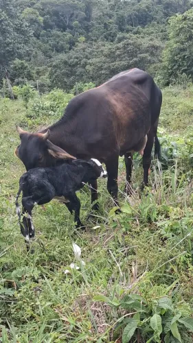VENDO 3 VACAS LEITEIRAS COM BEZERRO NO PÉ