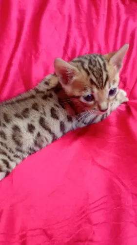 Gato bengal
