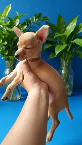 Pinscher mini perfeito para companhia