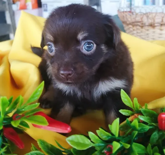 FILHOTE CHIHUAHUA FÊMEA 35 DIAS! PROMOÇÃO!
