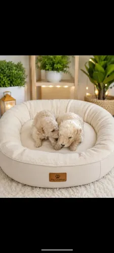 Filhotes de poodle toy e Macho