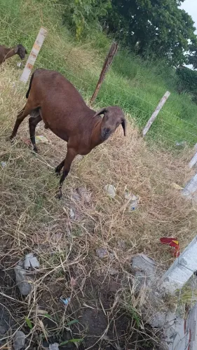 Carneiro