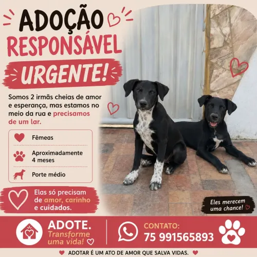Adoção responsável urgente
