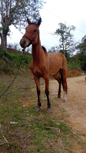 Vendo potranca