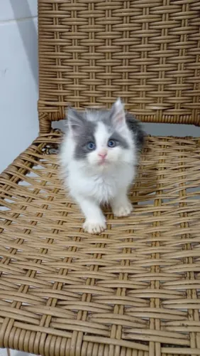 Lindo gato Maine Coon