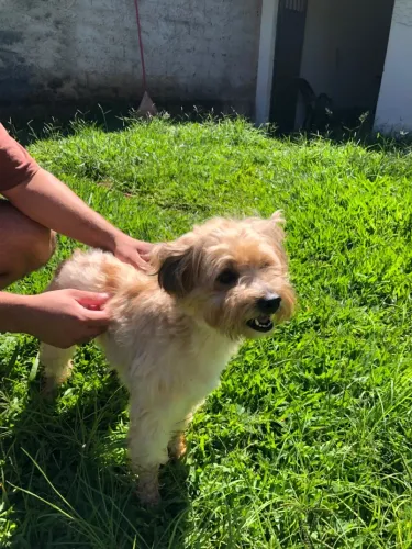 Adoção responsável!!