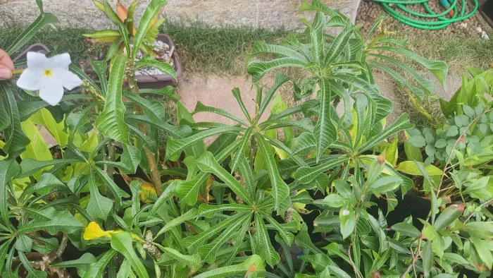 Plantas de sol vários tipos