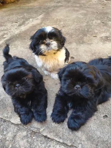 Shitzu machos, divido 10x sem juros