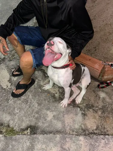 Pitbull para adoção