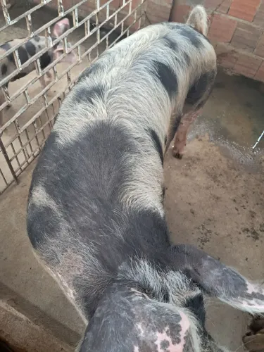 Vendendo aqui 2 porco 1 com 180 kilos uma matriz 120 kilos o macho já castrado