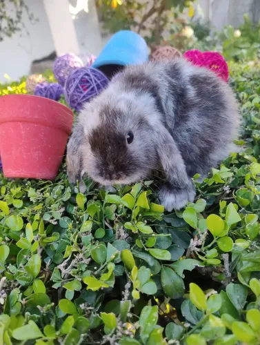 Lindo filhote de coelho Mini lop disponível