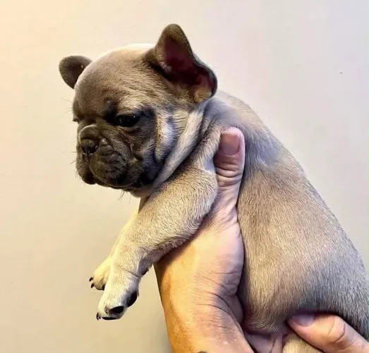Vendo filhotes de buldogue francês