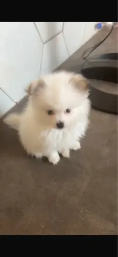 Cachorro 