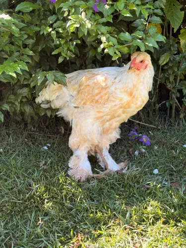 Galos Brahma Lemon
