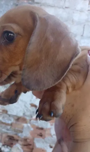 Basset cofap Dachshund Teckel 