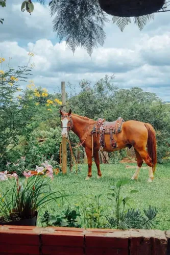 Cavalo manso