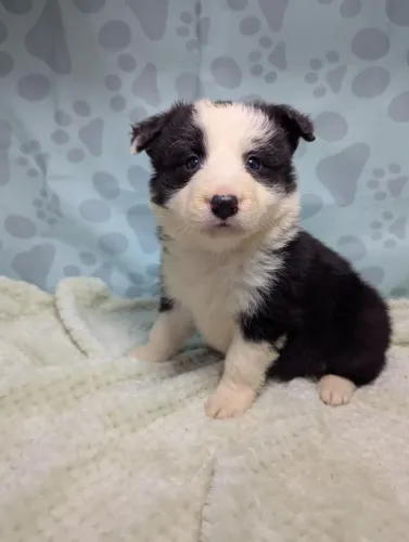 Filhotes de Border Collie | Amor que chega abanando o rabo!