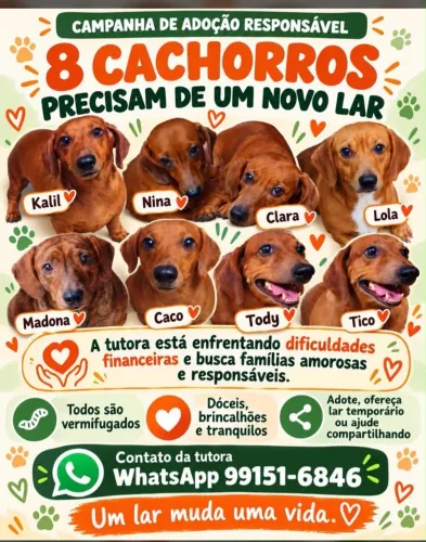 Salsicha cachorro