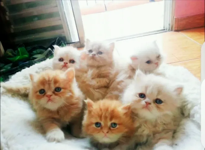 Gatos Persa Agora Até Dia 05/08/2026