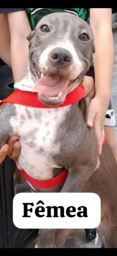 Disponível pra venda American pit bull terrier 6 meses de vida todos vacinados
