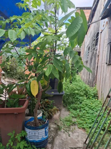 Um pé de fruta tapereba