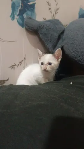 Adoção de Gatos 