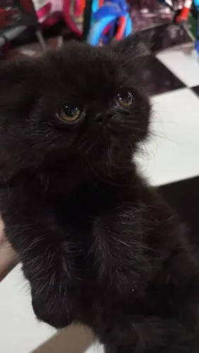 Gato persa