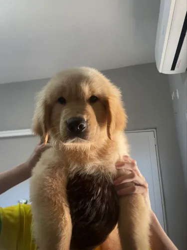 FilHOTE GOLDEN RETRIVER (macho)