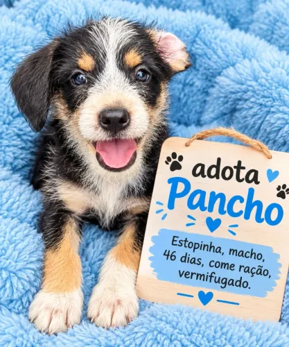 Lindo filhote estopinha para adoção?