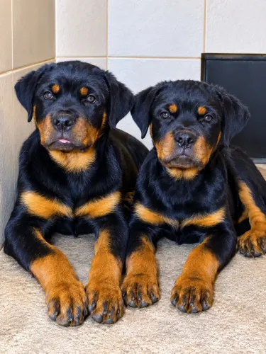 Filhote de rottweiler. O melhor cão no melhor canil