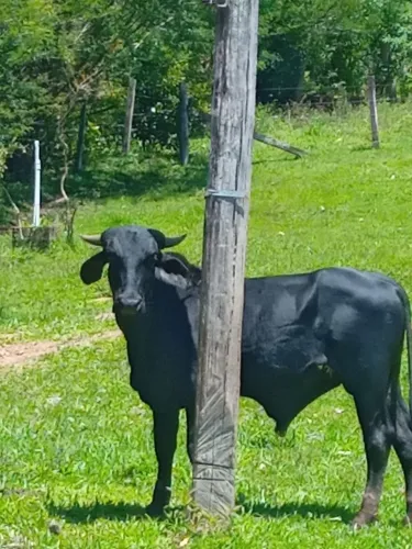 Vende se tourinho zebu