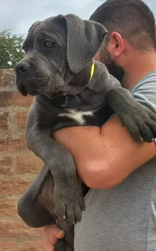 Macho