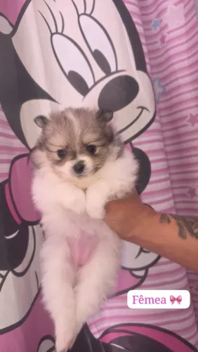 Cachorro 
