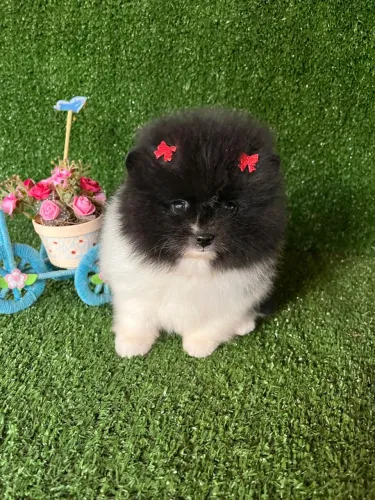 Lulu da pomerania anão filhotes
