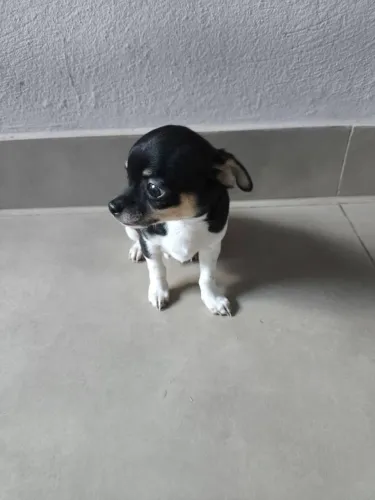 Filhote de chihuahua a venda