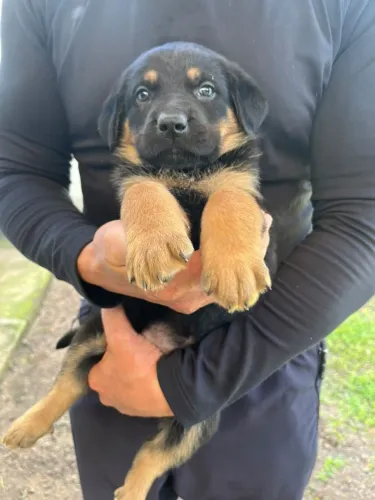 Filhotes de cão pastor.