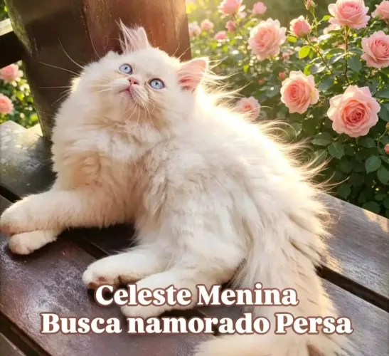Celeste menina busca namorado persa